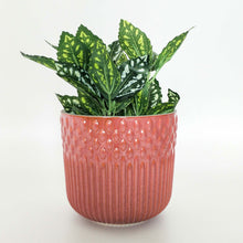 Load image into Gallery viewer, TUSCAN BERRY PLANTER
