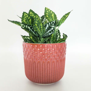 TUSCAN BERRY PLANTER